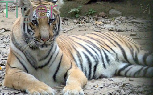 Wild Animals 2 FREE - náhled