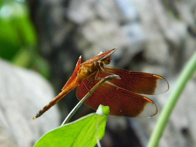 Forest Dragonfly