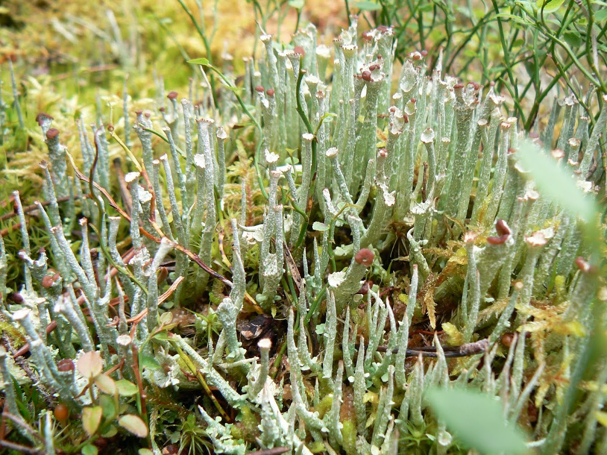 False pixie-cup lichen