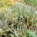 False pixie-cup lichen