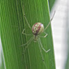 Diamond Cobweb Spider (Enoplognatha ovata)