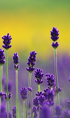 lavender live wallpaper on google play reviews stats lavender live wallpaper on google play