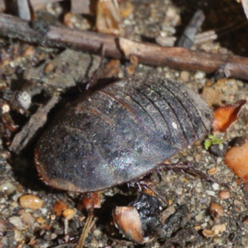 Boll's sand cockroach.         Female