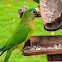 Periquito-rei(Peach-fronted Parakeet)