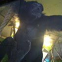 Siamang