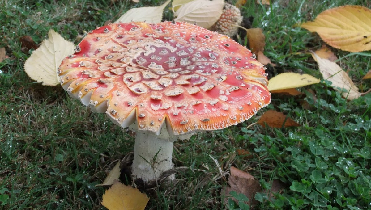 Agaric