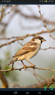 The Birds of India Screenshots 9