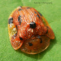 13-spotted Tortoise beetle