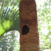 Woodpecker nesting hole