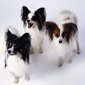 Cute dog Puzzle A5