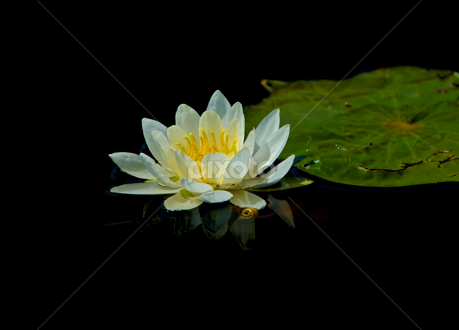 by Jeannette Thalmann-Bendeth - Flowers Flowers in the Wild