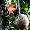 CANON BALL FLOWER AND FRUIT