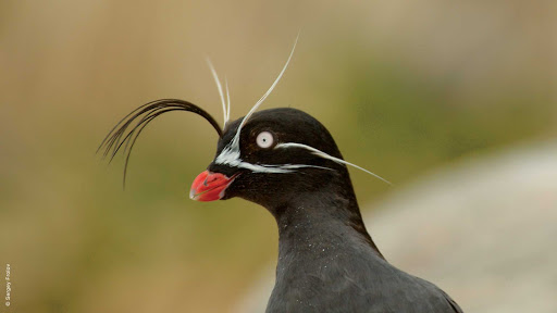 Silversea-Silver-Discoverer-crested-auklet - Encounter the crested auklet near the Sea of Okhotsk off Eastern Russia when you sail aboard Silver Discoverer.