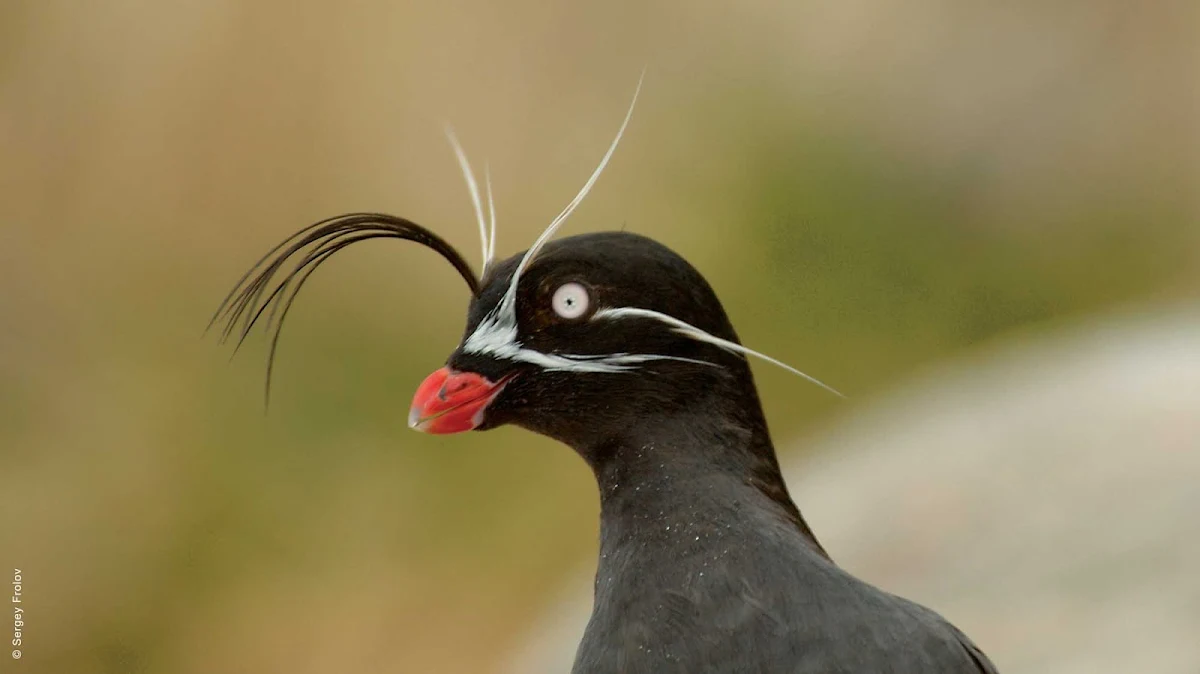 Silversea-Silver-Discoverer-crested-auklet - Encounter the crested auklet near the Sea of Okhotsk off Eastern Russia when you sail aboard Silver Discoverer.
