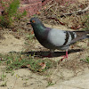 Rock Dove or Rock Pigeon