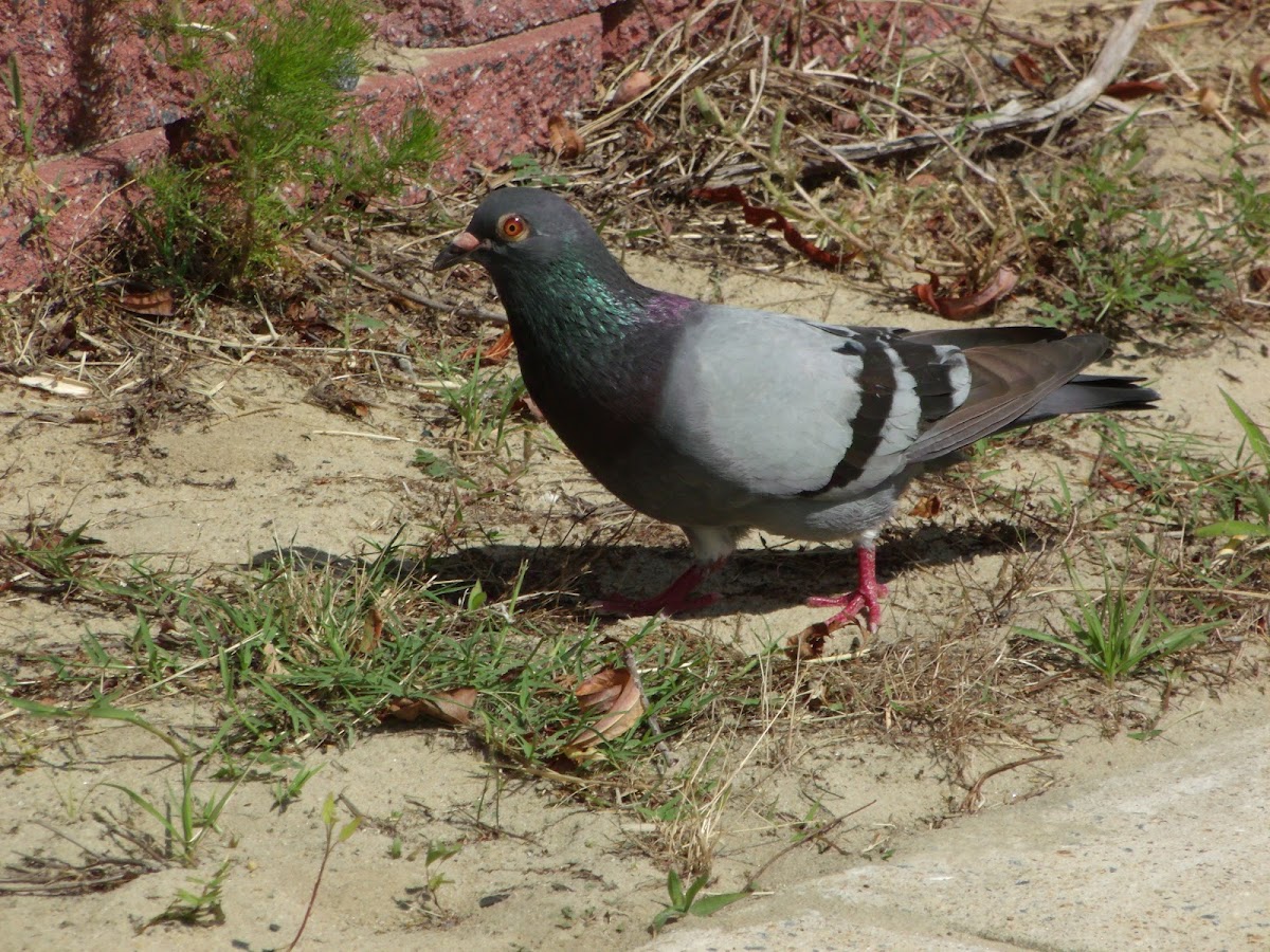 Rock Dove or Rock Pigeon