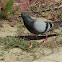 Rock Dove or Rock Pigeon