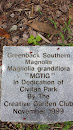 Greenback Southern Magnolia 