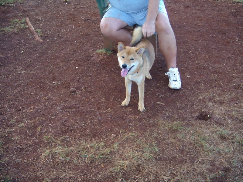 Oahu Shiba Inu Meetup New Pics 72008 The Nihon Ken