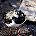 Northern Lapwing (Male)