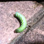 Tobacco Hornworm (Carolina Sphinx)