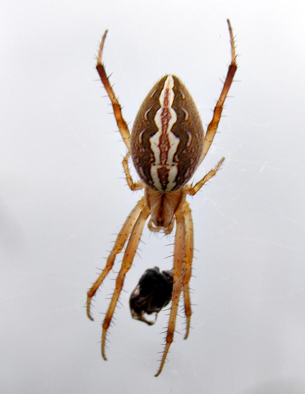 Spider (female)