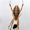 Spider (female)