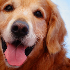      by Aman Marandi - Animals - Dogs Portraits