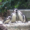 Magellanic Penguin