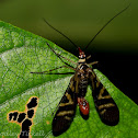 Scorpion fly