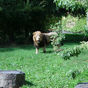 Idian lion