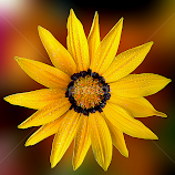 by Biljana Nikolic -  