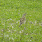 Meadow Pippet?