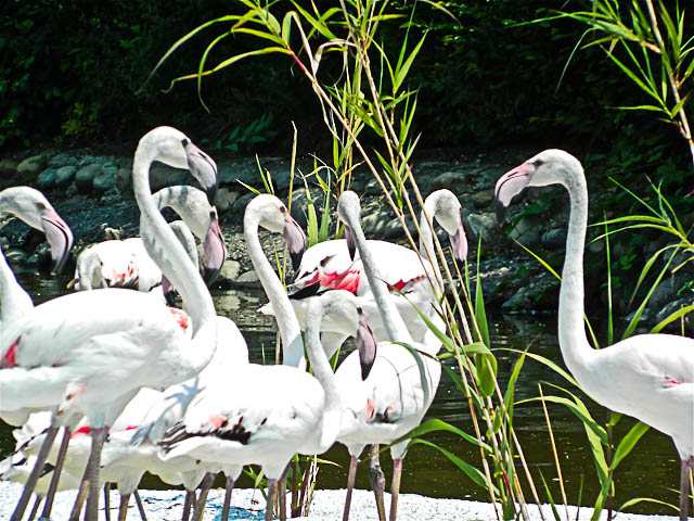 Greater Flamingo  Phoenicopterus roseus