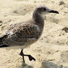 Laughing gull