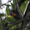 Yellow-throated tanager