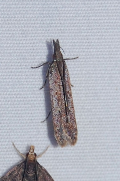 Palmerworm Moth