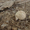 White hypogeous puffball