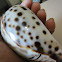 Tiger cowry shell
