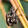 Elephant Weevil (beetle)