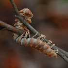 Millipede