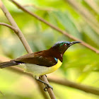 Purple-rumped Sunbird Female and male
