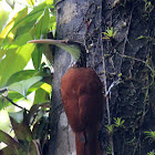 Long-Billed Woodcreeper