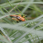 Orange Bird Grasshopper (nymph)