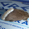 Browntail Gum Moth