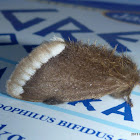 Browntail Gum Moth
