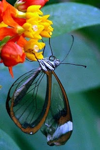 Butterfly Wallpaper Screenshots 20