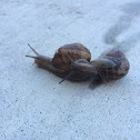 Garden snail