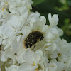 Apple blossom beetle (Rutava buba)