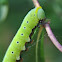 Snowberry Clearwing Caterpillar